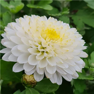 Chrysanthemum 'White Bouquet'
